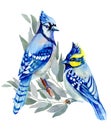 TWO BLUE BIRDS SITTING ON A BRANCH.JAYS.REALISTIC ANIMALS, FOREST BIRDS.WATERCOLORS ILLUSTRATION